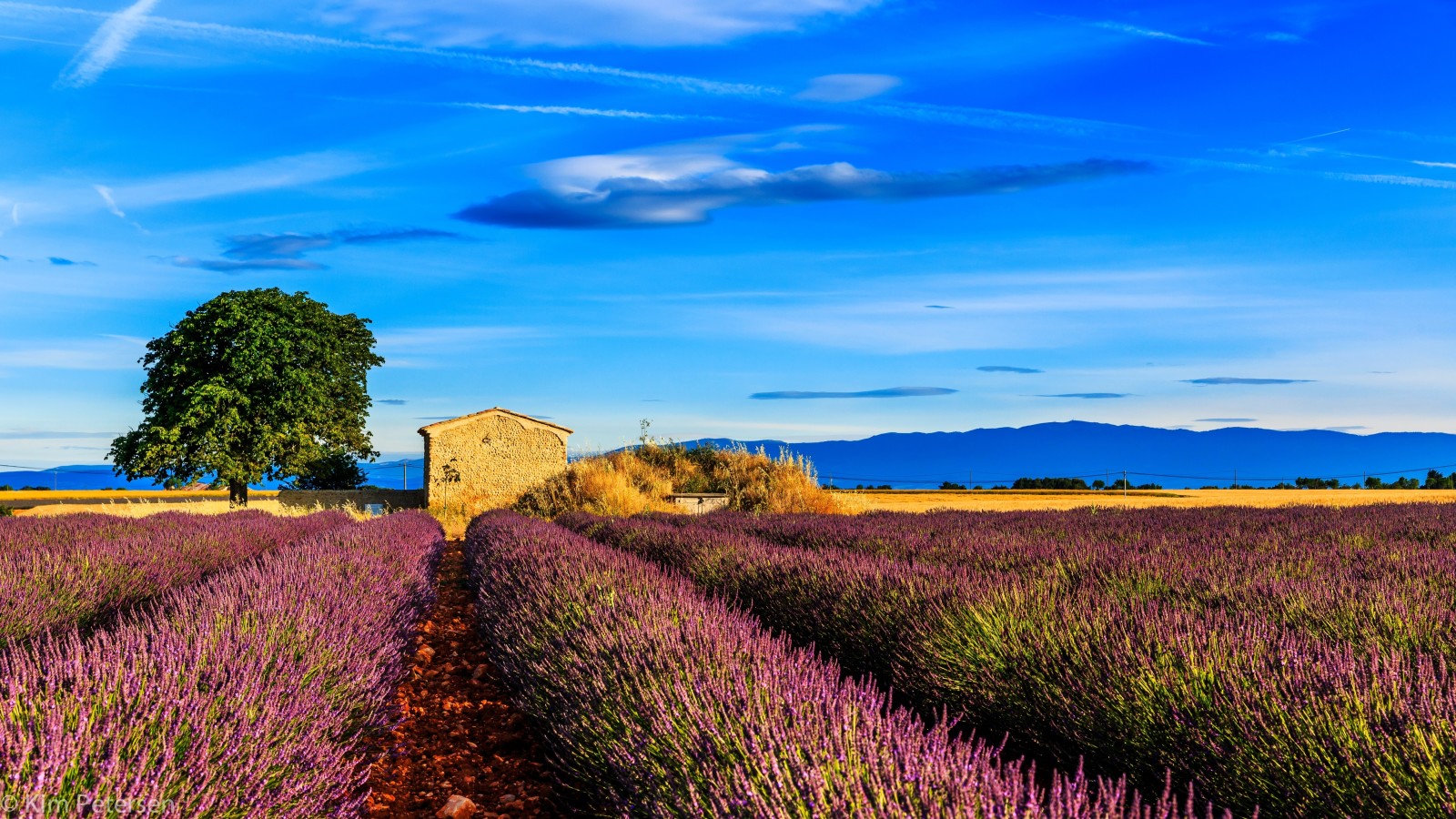 cây, nhà ở, cánh đồng, Hoa oải hương, Pháp, Provence