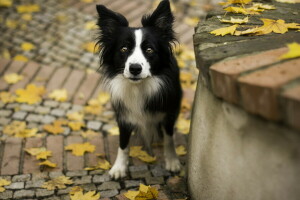 musim gugur, anjing, setiap, Lihat