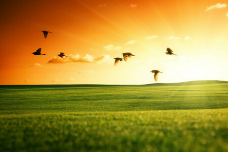 鳥, フィールド, 飛ぶ, 緑, 風景, 自然, 日没, 白鳥