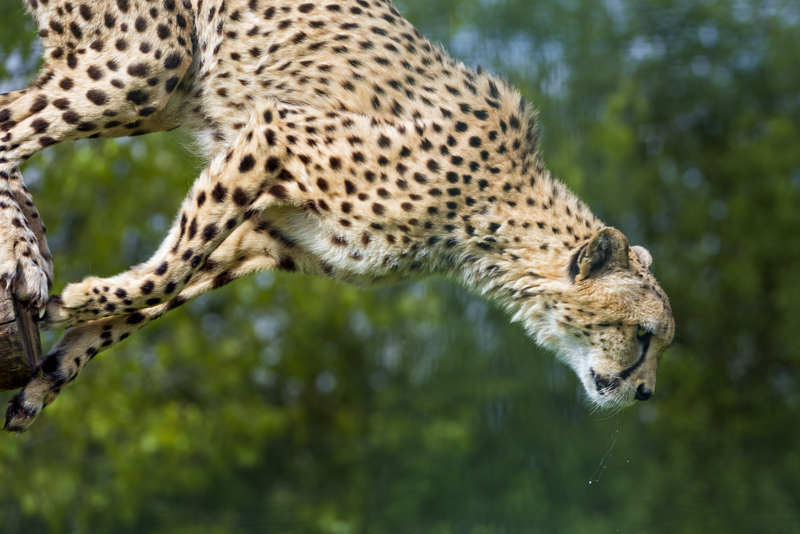 猫, 跳, 猎豹, ©Tambako美洲虎