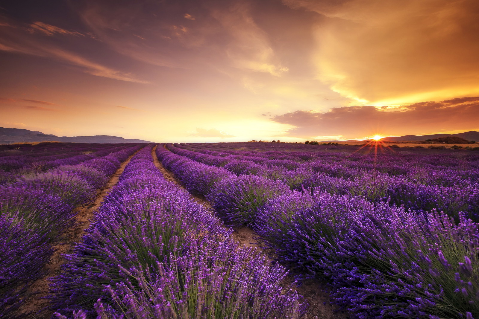 matahari terbenam, bidang, lavender