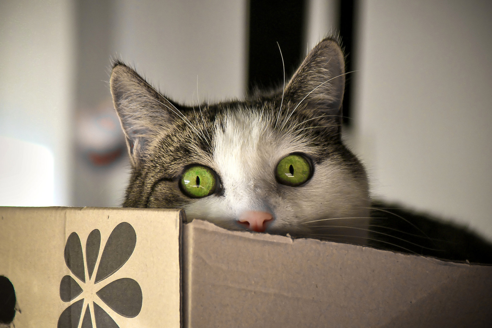 nhìn, con mèo, cái hộp, đôi mắt, Koshak