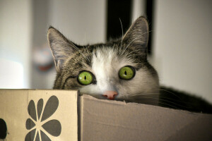 ボックス, ネコ, 目, コシャク, 見て