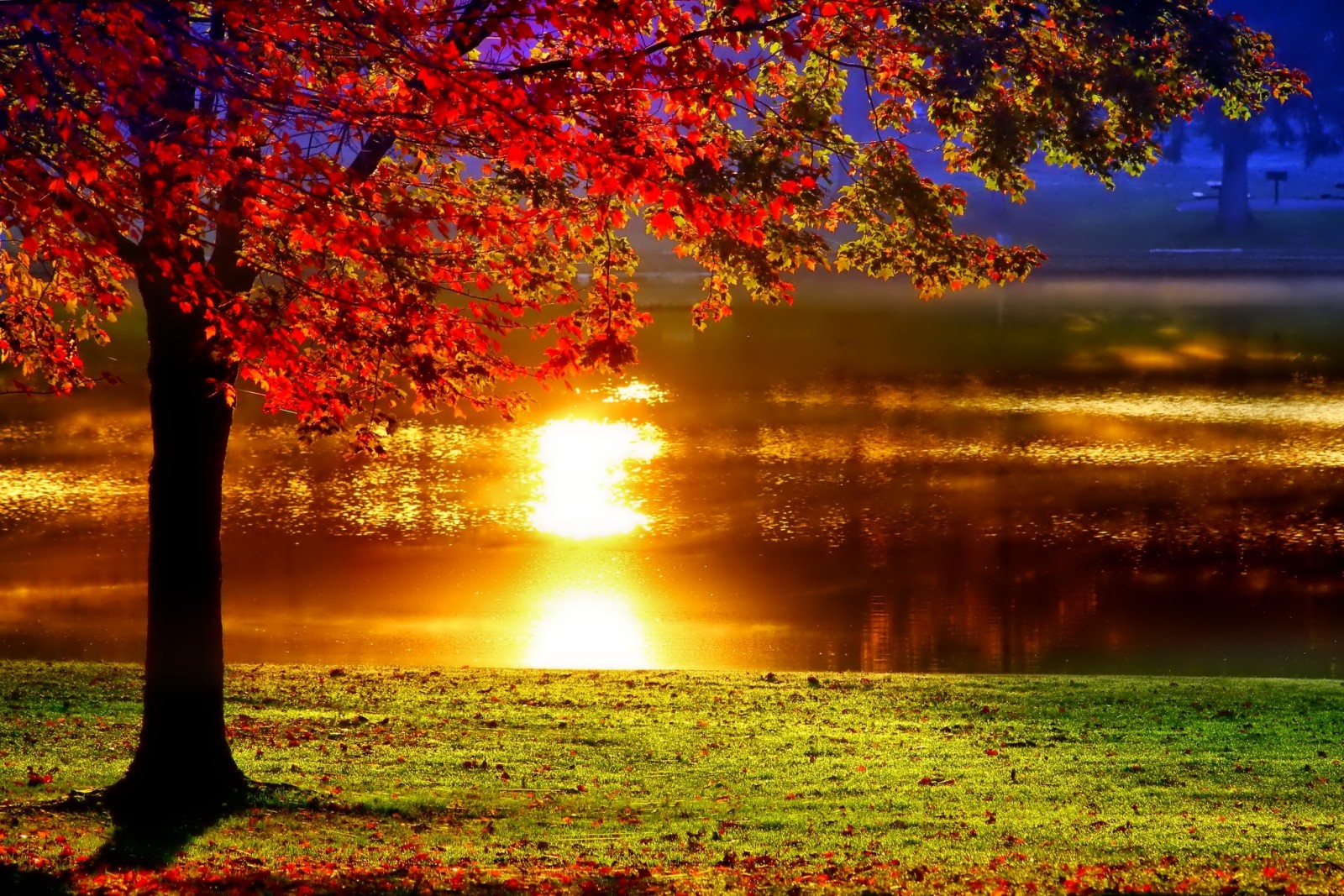 树, 秋季, 公园, 反射, 池塘