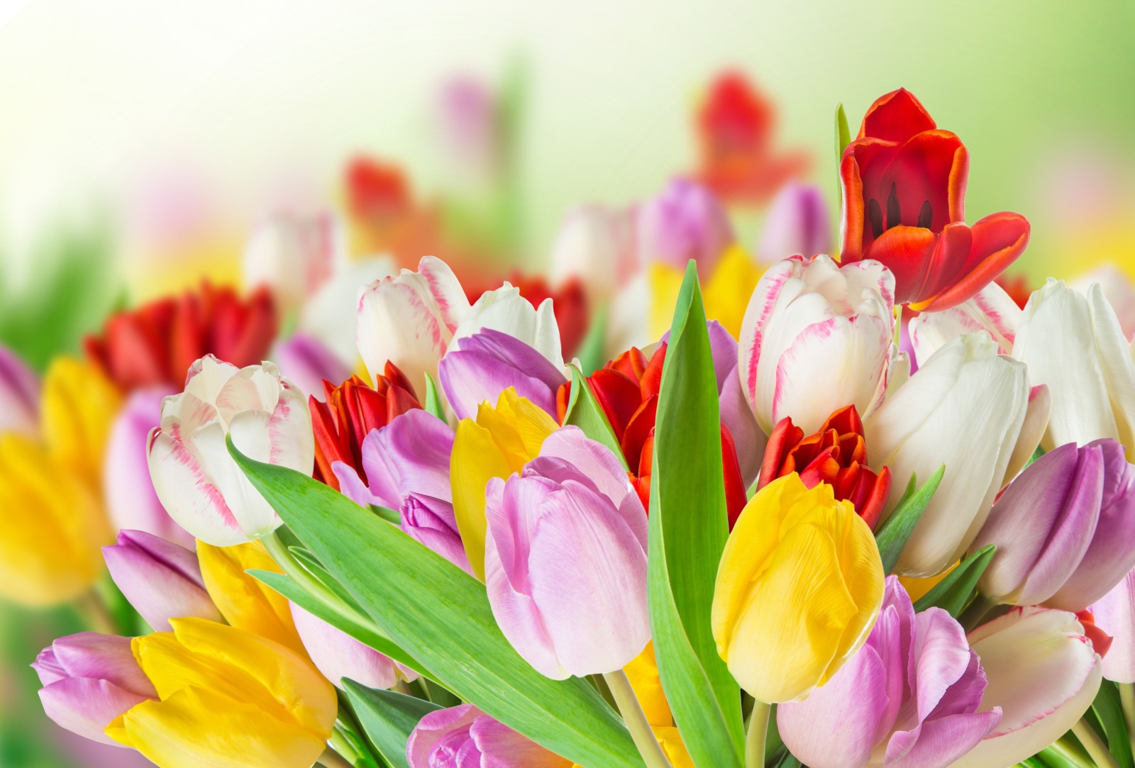 bunga-bunga, musim semi, tulip, penuh warna