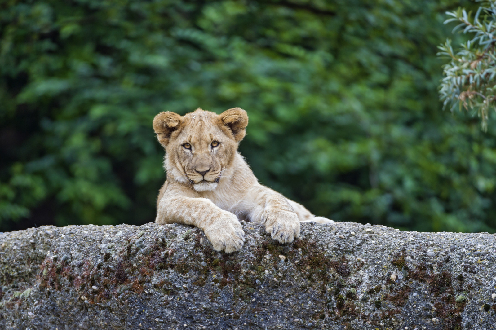 แมว, ทารก, กองทุน, หิน, สิงโต, สิงห์, © Tambako The Jaguar