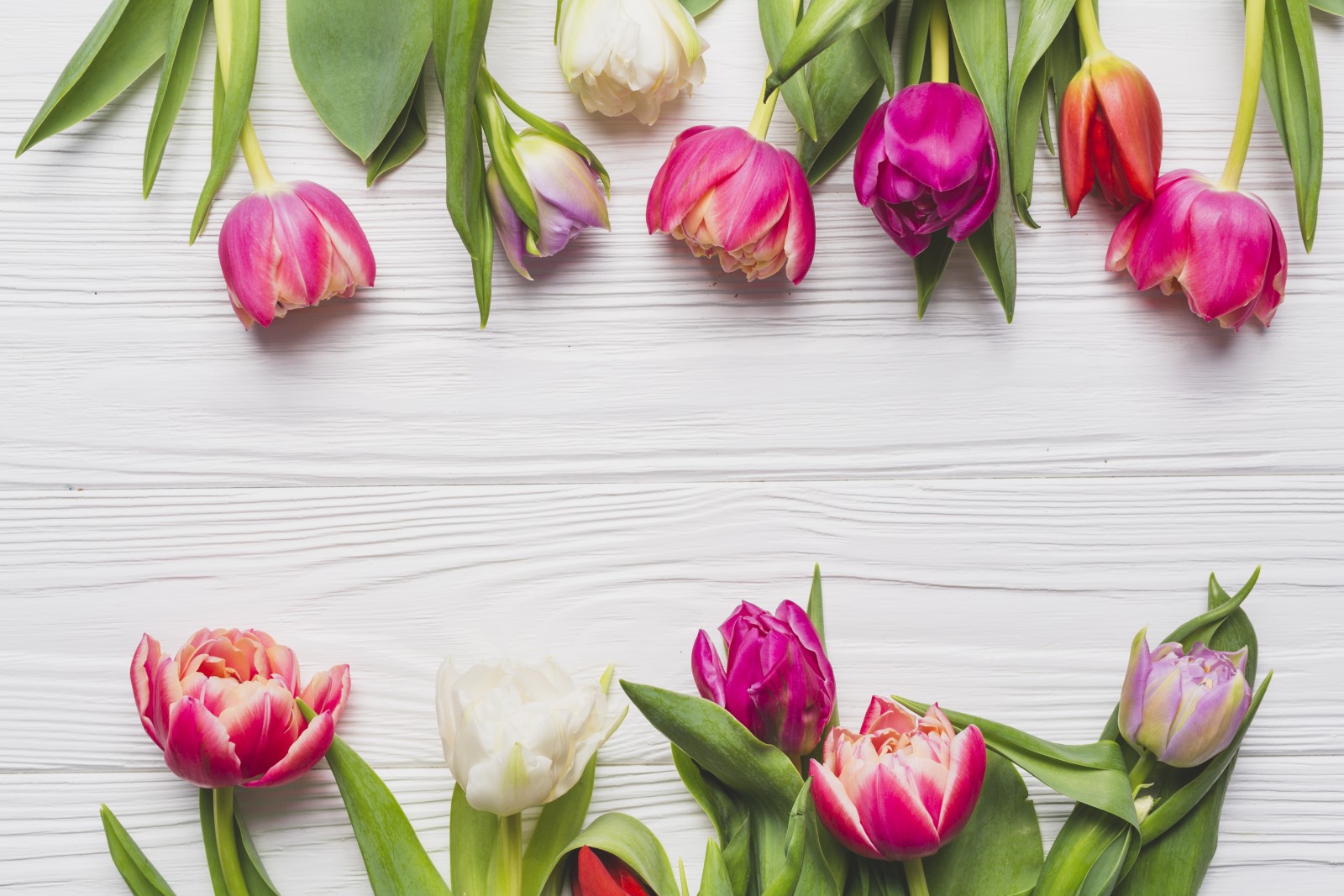 lý lịch, những bông hoa, mùa xuân, Hoa tulip