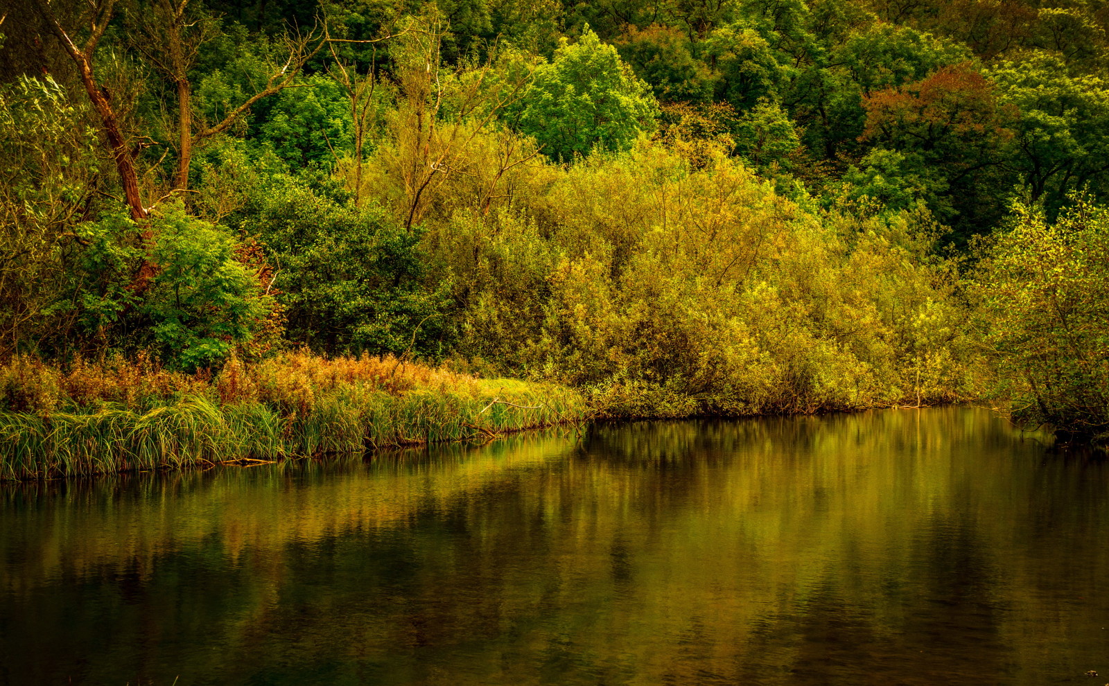 가을, 숲, 강, 나무, 영국