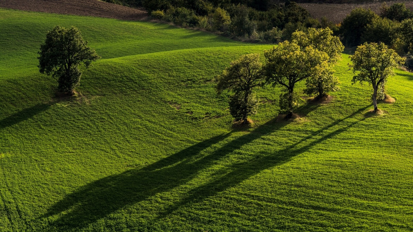 cây, cánh đồng, Nước Ý, Marche, Vườn quốc gia Monti Sibillini, Pievebovigliana