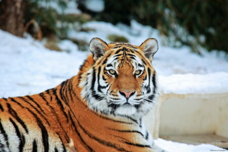 面, 見て, 捕食者, 雪, 虎