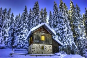 집, 자연, 눈, 가문비, 나무, 겨울