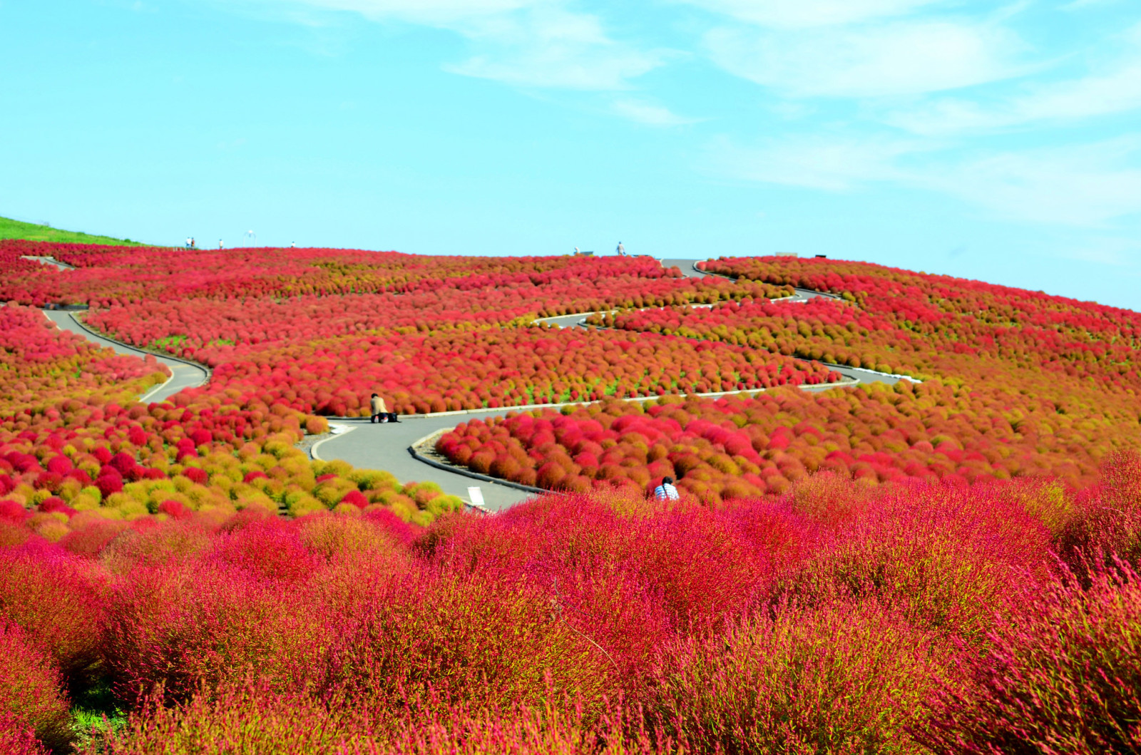 bidang, bunga-bunga, Jepang, bukit, semak-semak, Prefektur Ibaraki, Hitachinaka