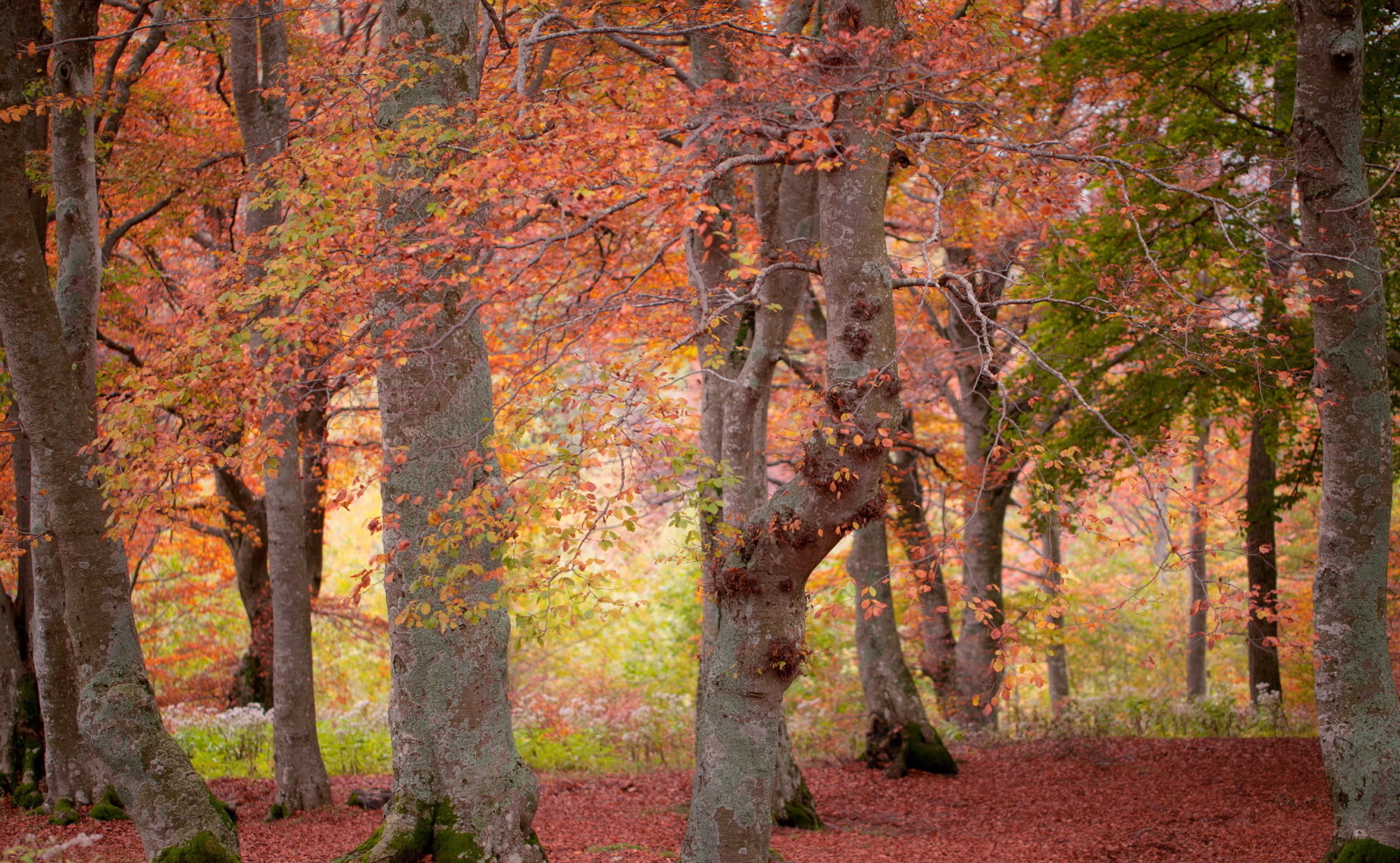秋季, 森林, 自然