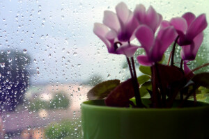 落とす, 花, 大きい, 雨
