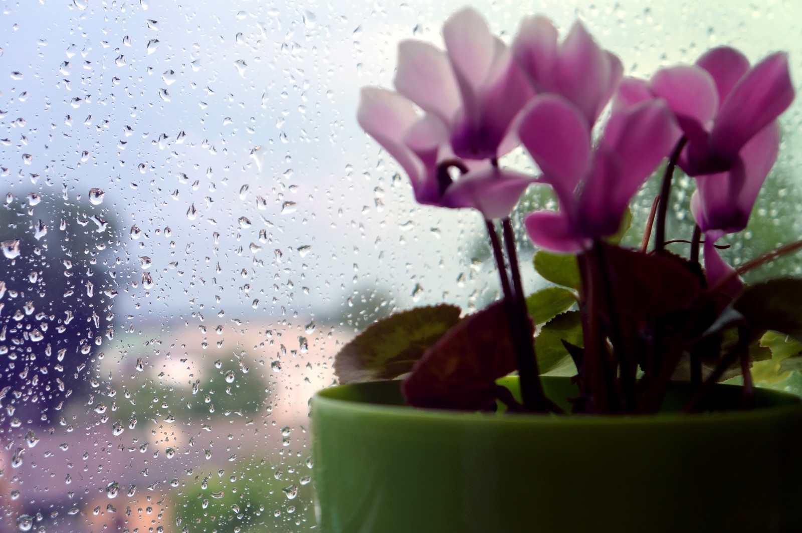 makro, bunga, hujan, tetes