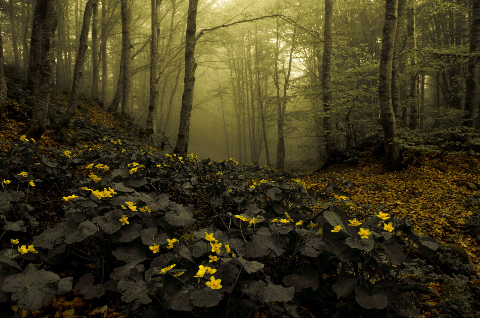 rừng, Thiên nhiên, những bông hoa, sương mù