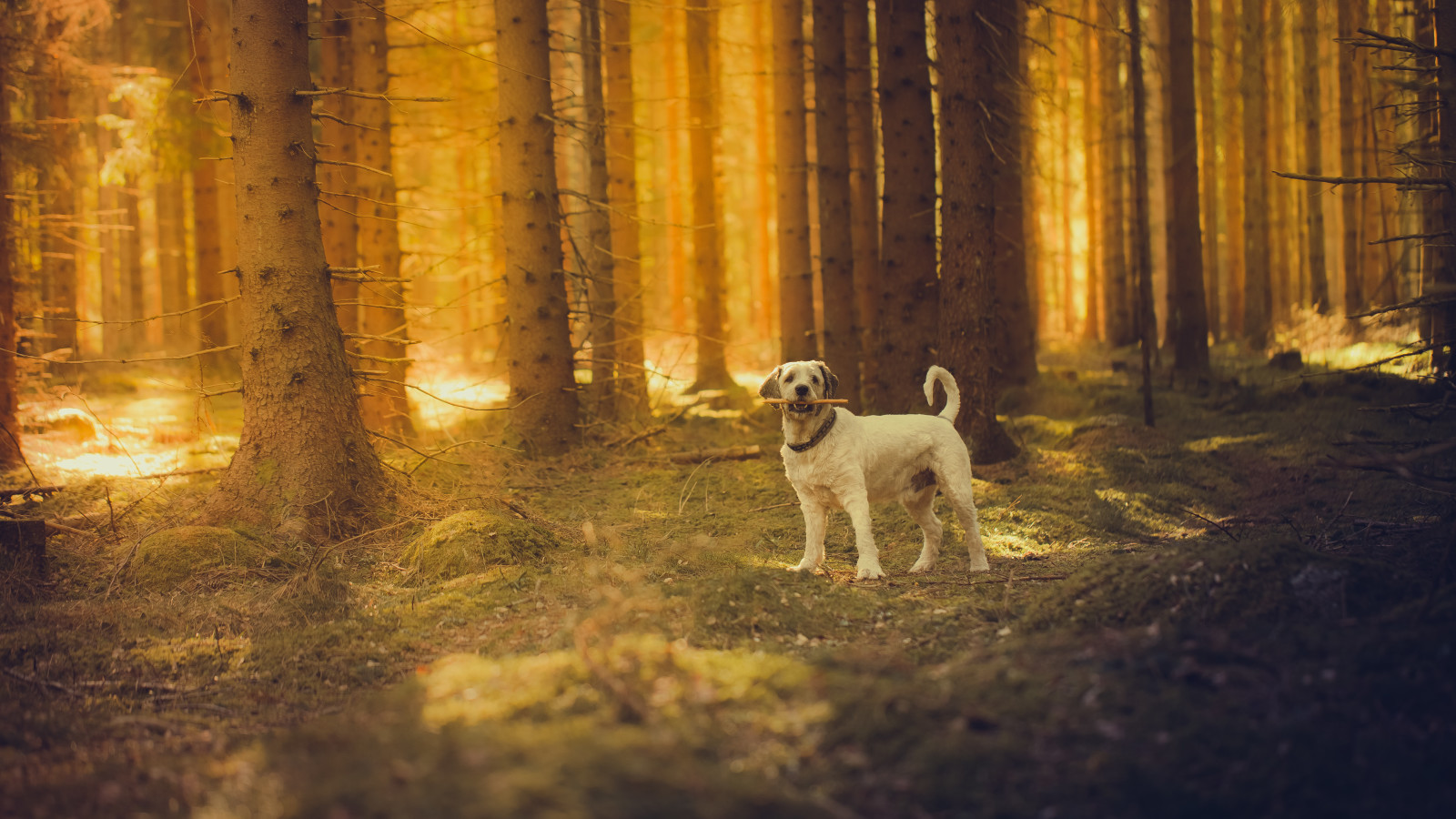 숲, 개, 태양