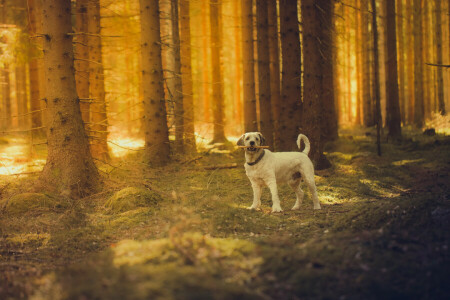 개, 숲, 태양