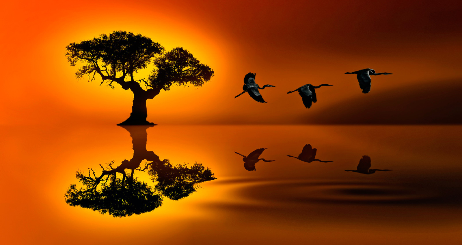 树, 反射, 鸟类, 日落之旅