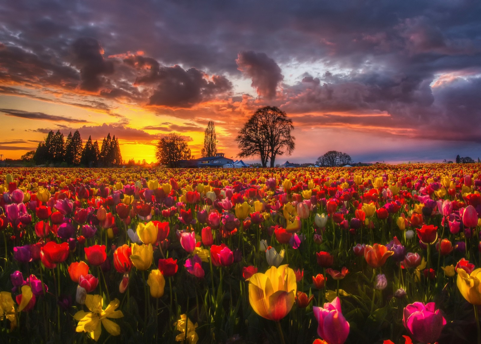 Thiên nhiên, buổi tối, Hoàng hôn, cánh đồng, những bông hoa, mùa xuân, Hoa tulip