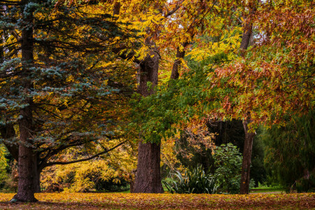 가을, 크라이스트 처치, 이파리, 뉴질랜드, 공원, 나무