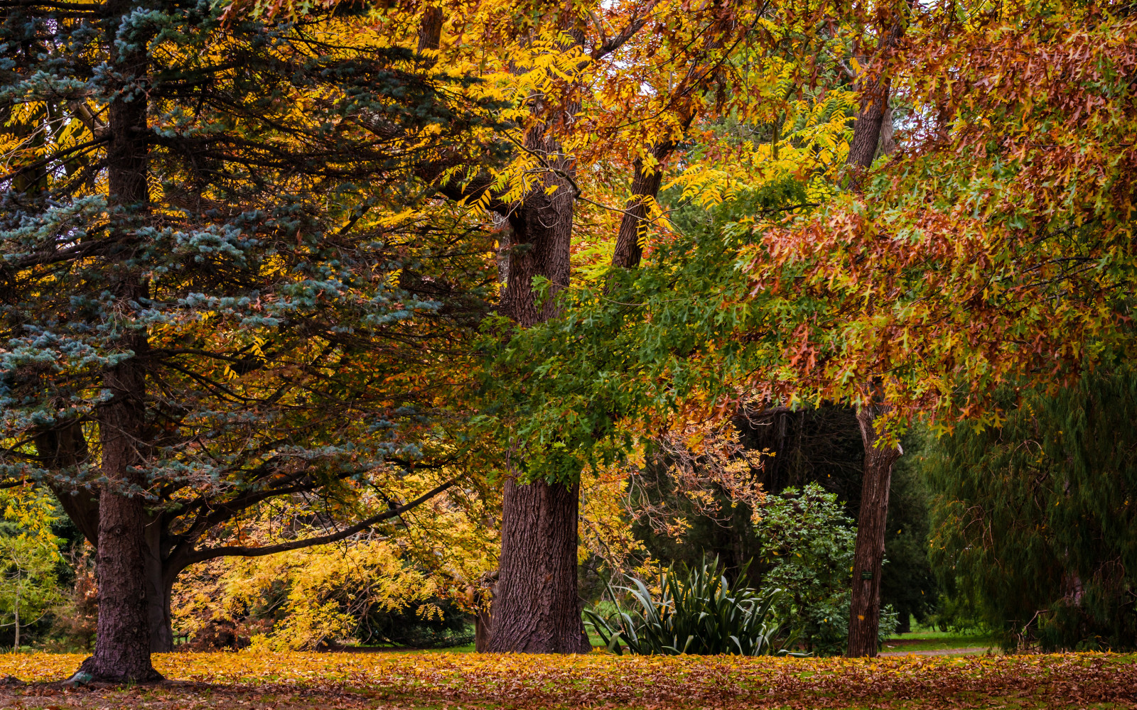 秋季, 公园, 树木, 树叶, 新西兰, 基督城