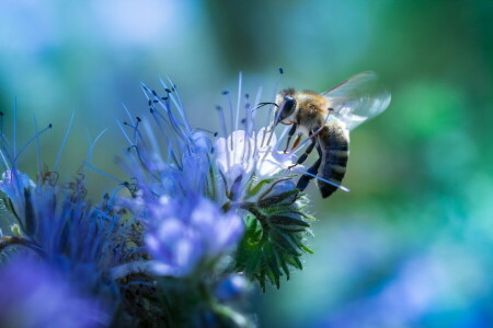 벌, 꽃, 자연