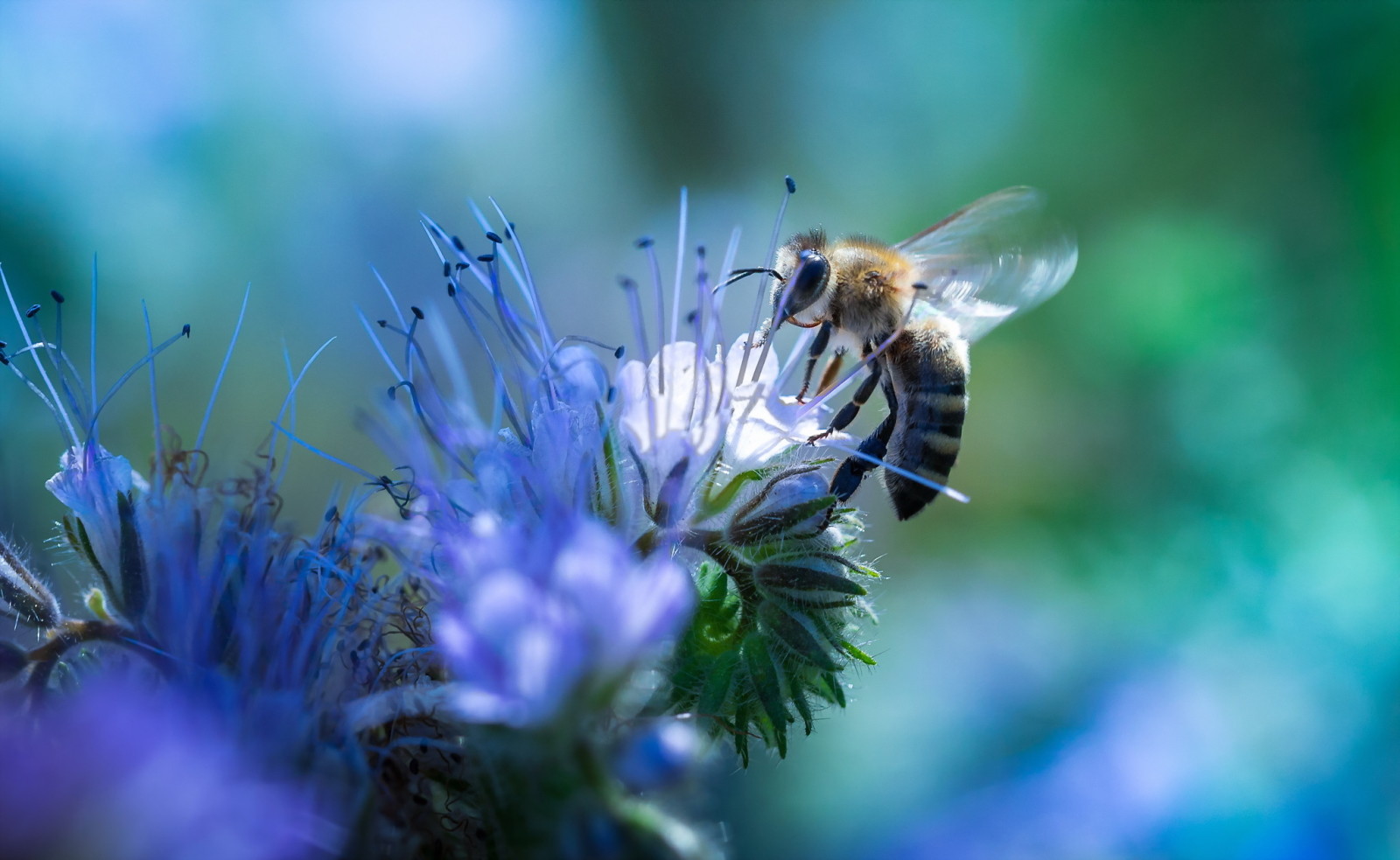 自然, 花, 蜜蜂