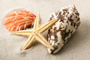 海滩, 砂, 贝壳, 贝壳, 海星