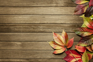 秋, 葉, パターン, 木材
