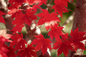 秋, 葉, もみじ, 深紅