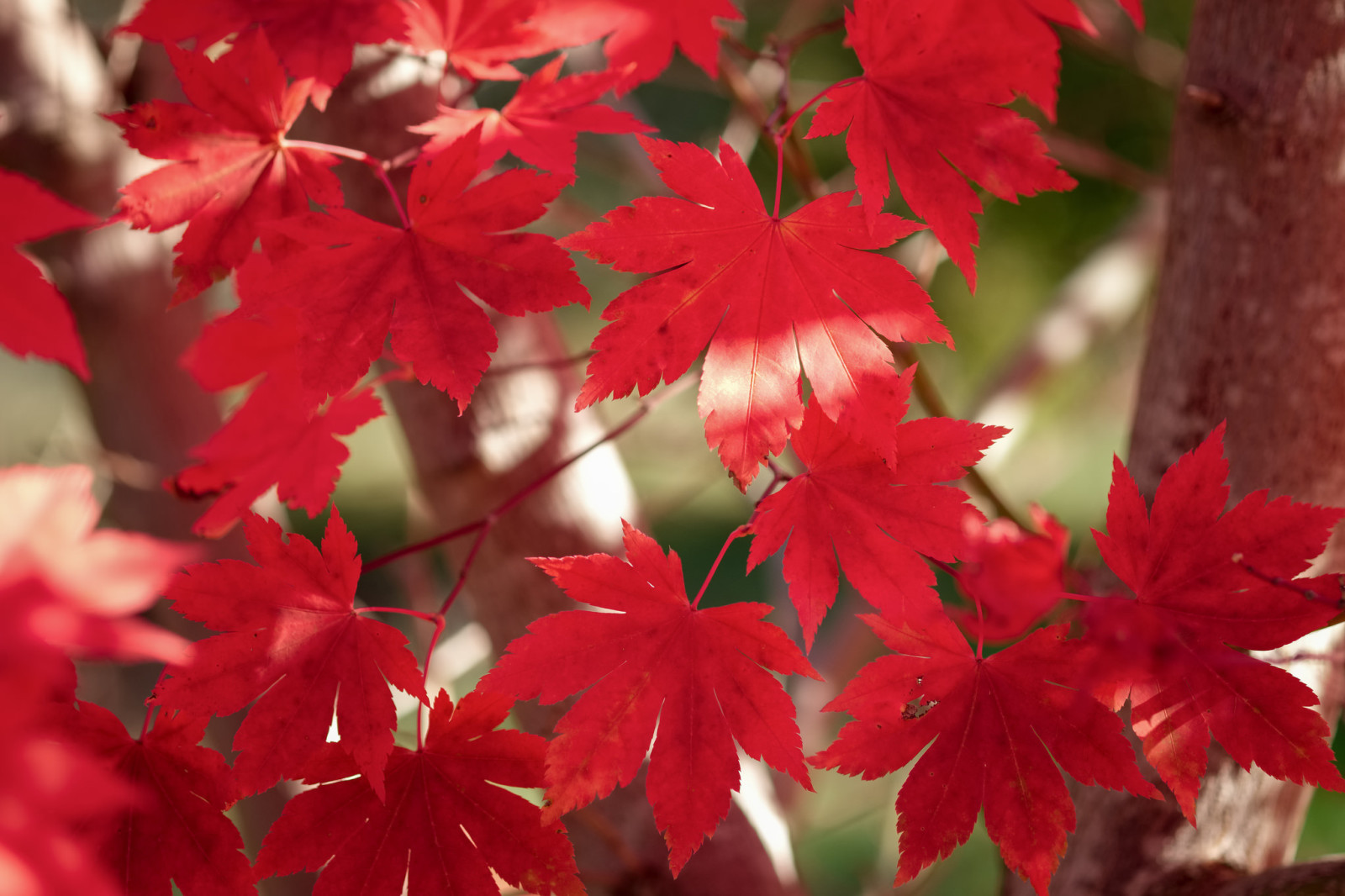 ฤดูใบไม้ร่วง, ใบไม้, ต้นเมเปิล, สีแดงเข้ม
