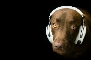 anjing, setiap, Headphone, Lihat