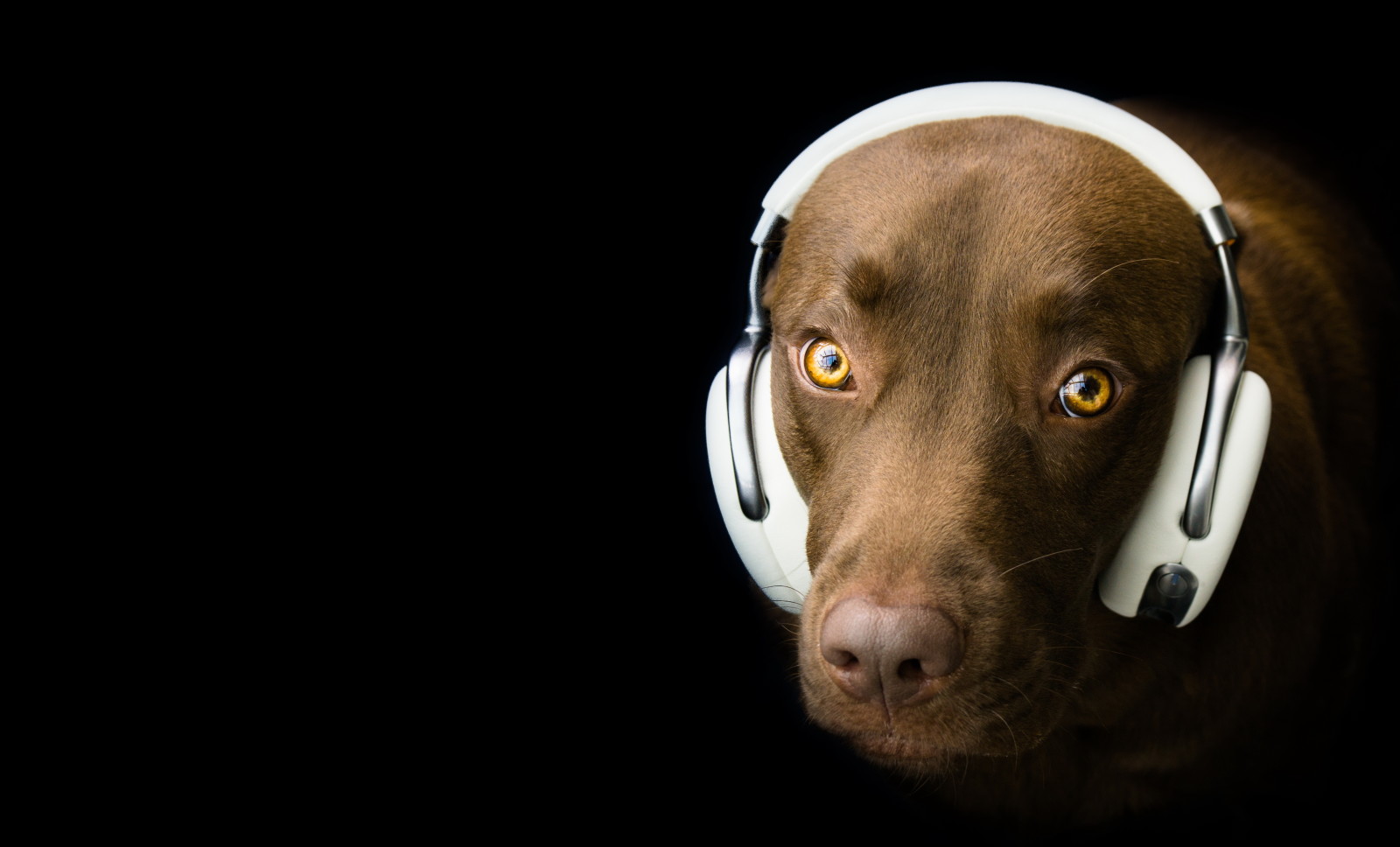 看, 狗, 每, 头戴式耳机
