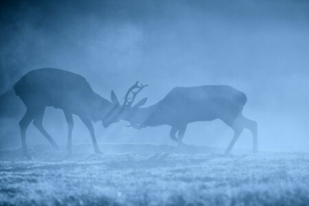 鹿, 多雾路段, 早上
