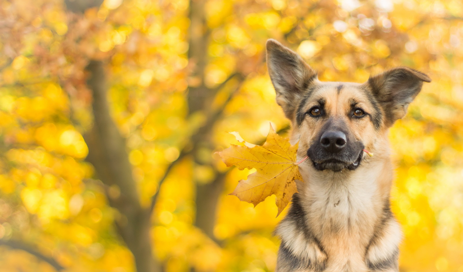 musim gugur, Lihat, anjing, setiap