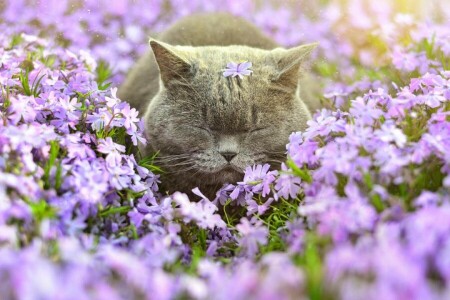 고양이, 꽃들, 플록스