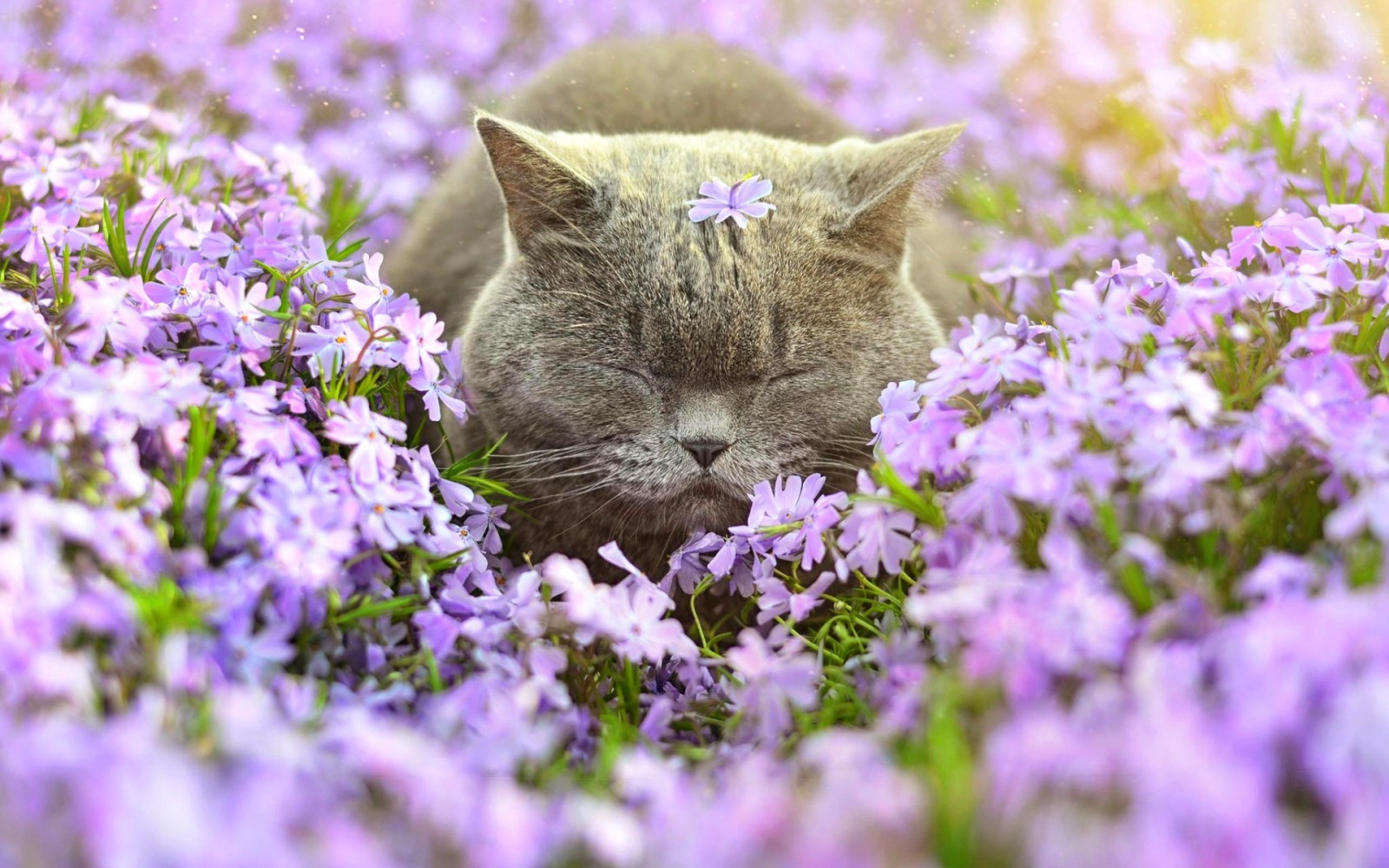 kucing, bunga-bunga, Phlox