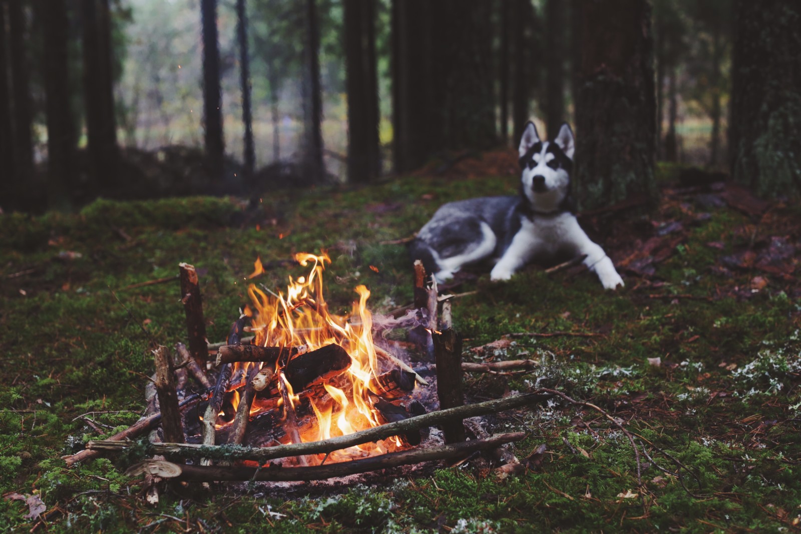 森林, 犬, 火, ハスキー, 火災