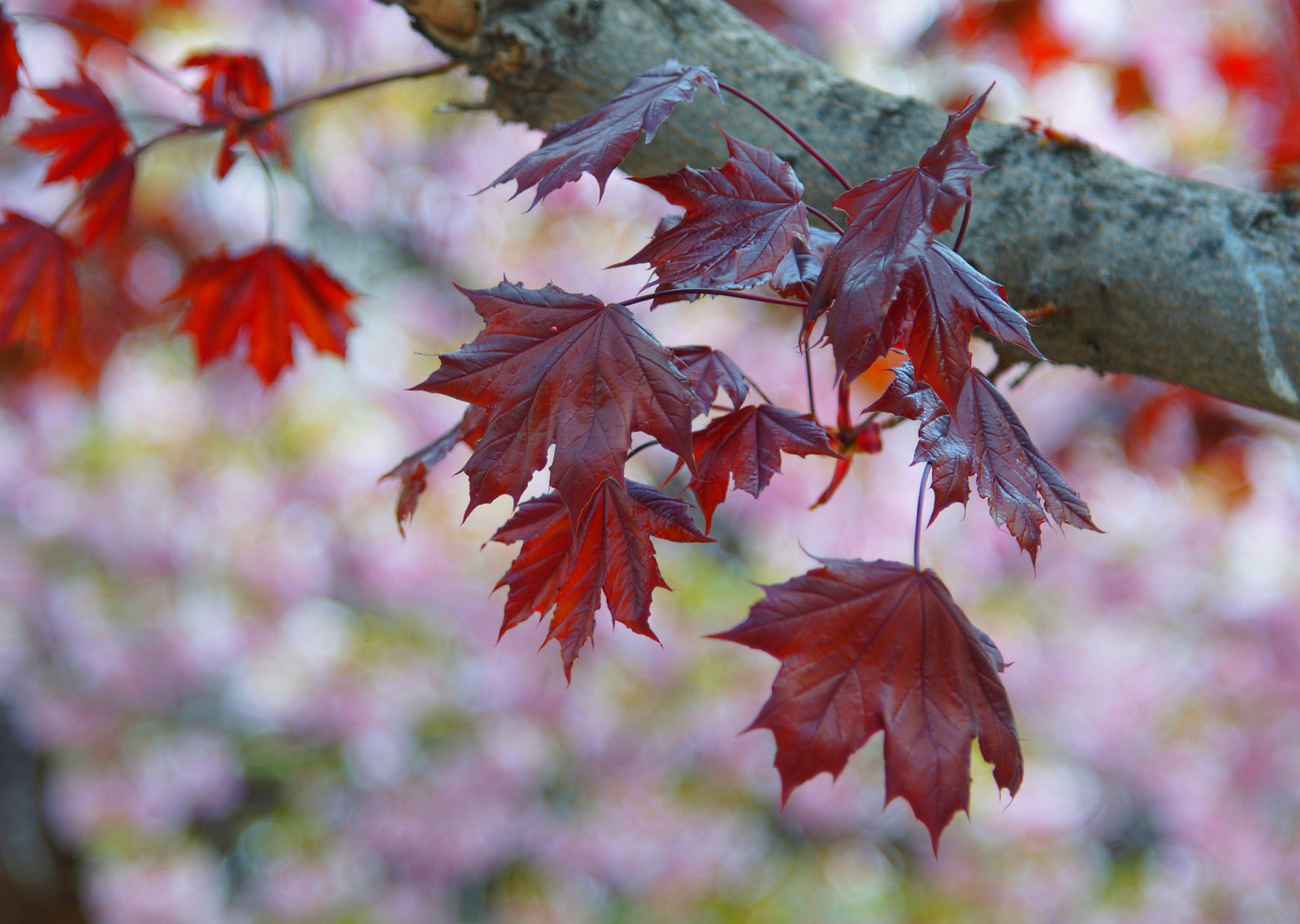 pohon, musim gugur, alam, Daun-daun, cabang