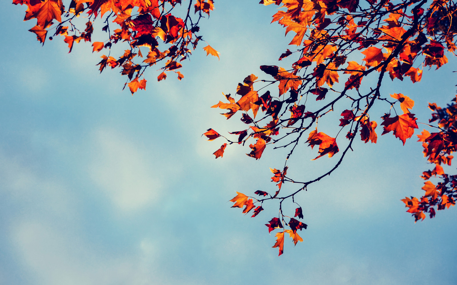 나무, 가을, 가지, 하늘, 이파리