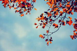 秋, 枝, 葉, 空, 木