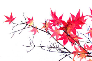 가을, 가지, 이파리, 단풍, 크림슨