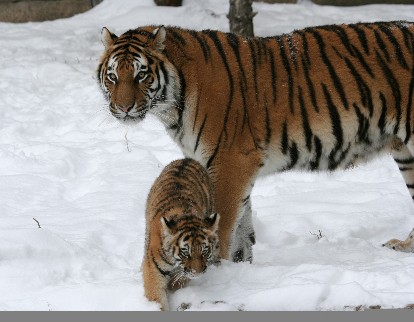 salju, kucing, keluarga, pasangan, anak, kucing, harimau, harimau betina