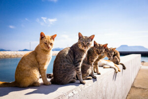 톰캣, 배경, 고양이, 여름