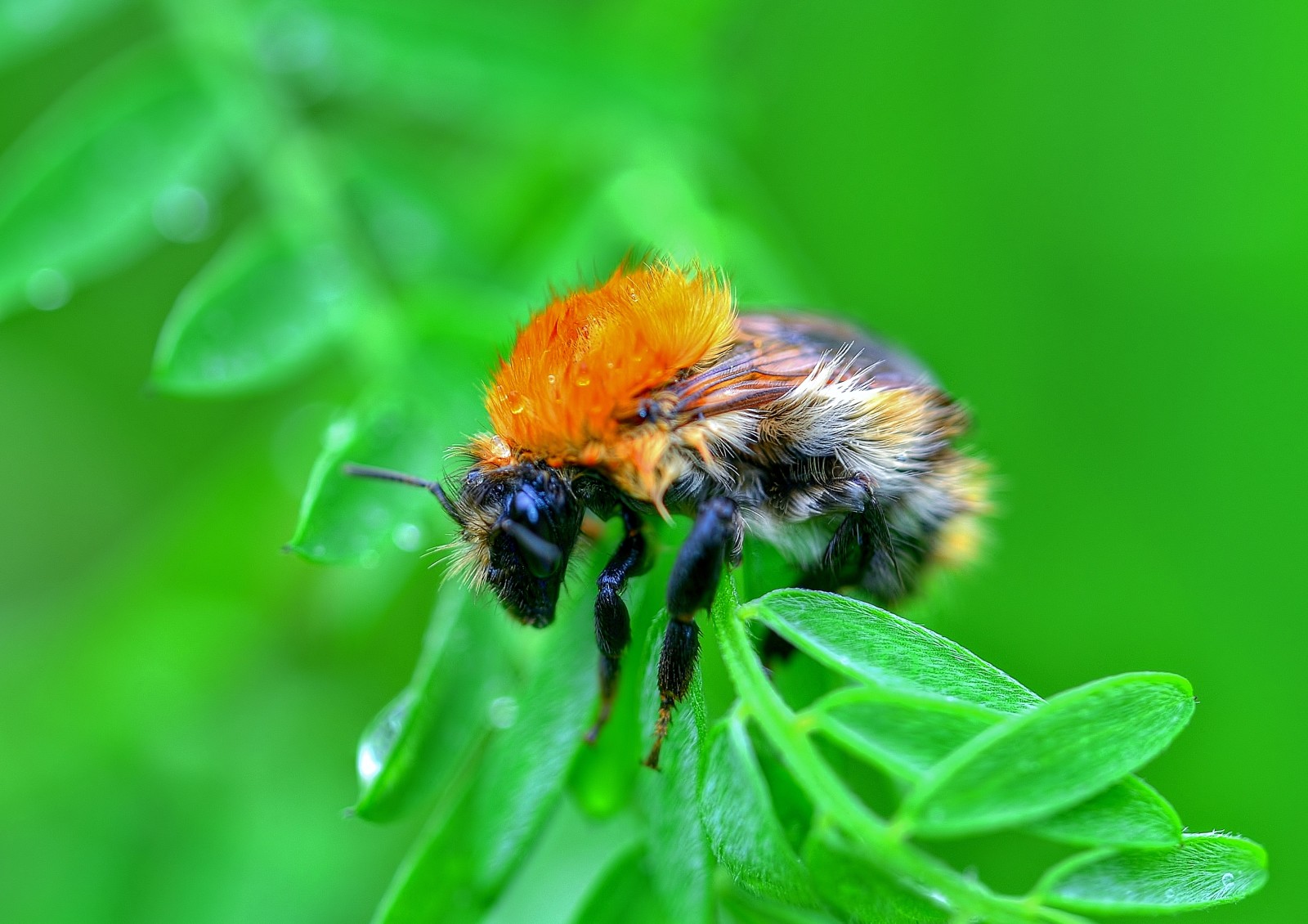 ธรรมชาติ, แมลง, แผ่น, bumblebee