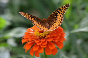 나비, 꽃, 곤충, 날개