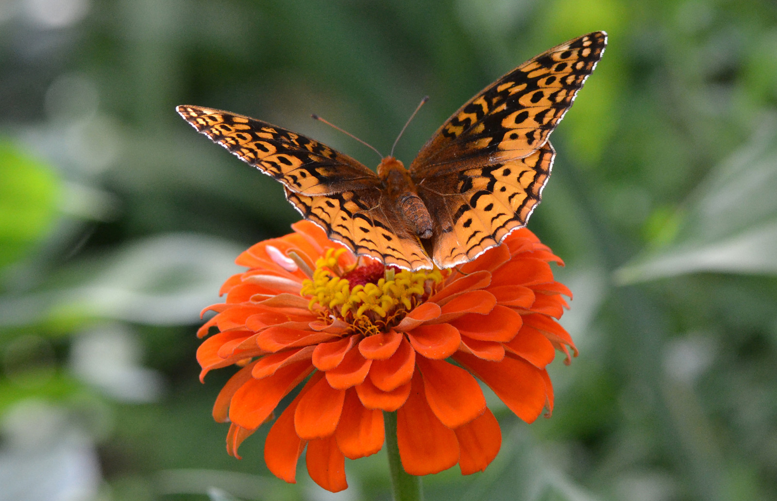 나비, 꽃, 날개, 곤충
