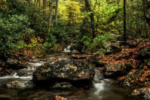 가을, 숲, 강, 돌
