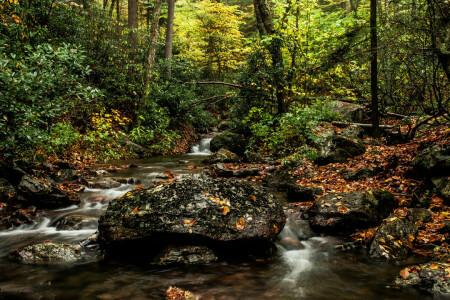 秋, 森林, 川, 石
